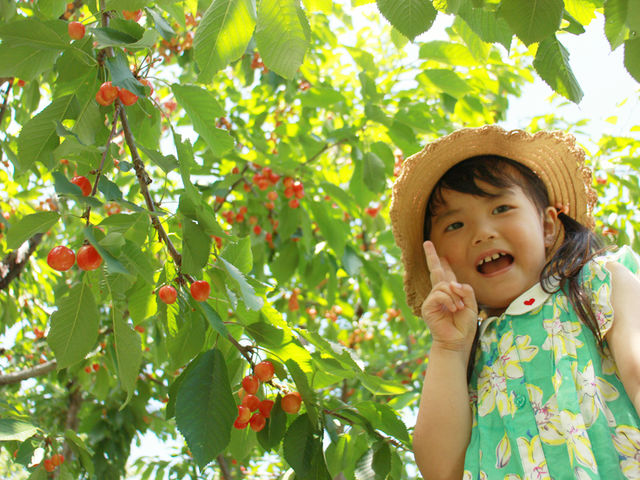 5月下旬から6月中旬はさくらんぼ狩りが楽しめます。_小野洋らん果樹園