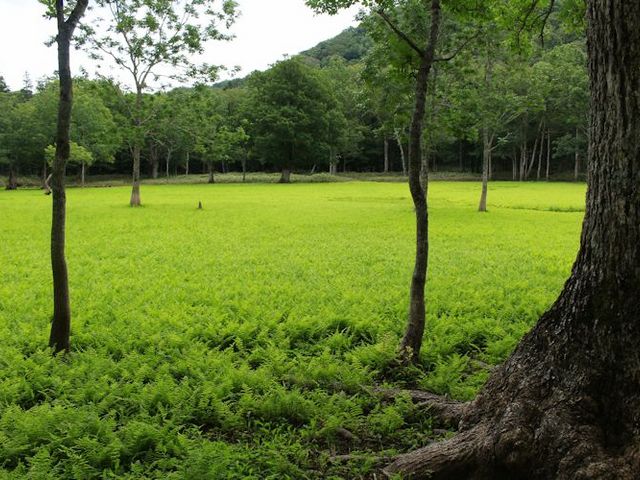 まぼろしの沼(盛夏)_知床の森のガイド ゆらり