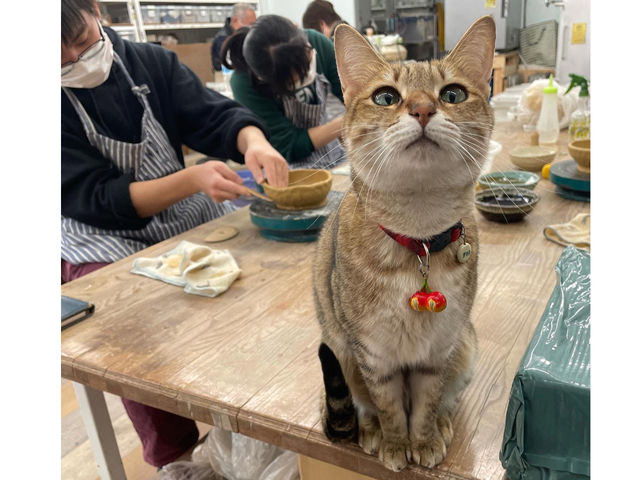 猫のタマ子店長はとってもフレンドリー!
猫が嫌い・アレルギーの方は事前にご相談ください_陶工房こもん堂