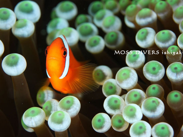 ダイビングセンター MOSSDIVERS