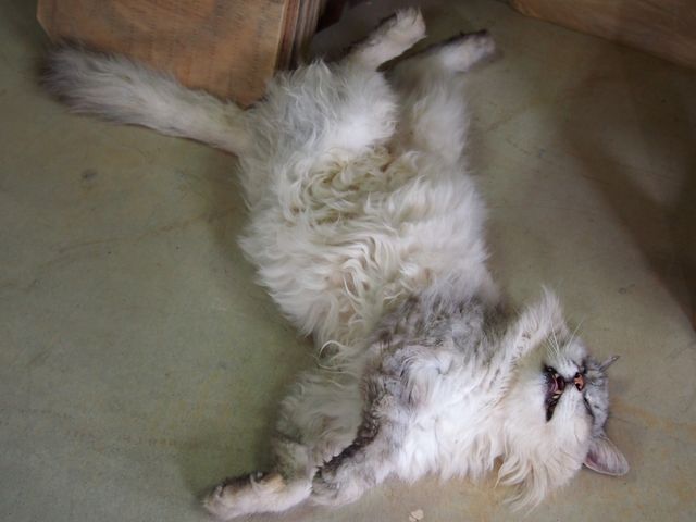 窯主?!長寿のみゃーご。他にもネコ数匹とイヌがいます。_壷屋焼 窯元 陶眞窯