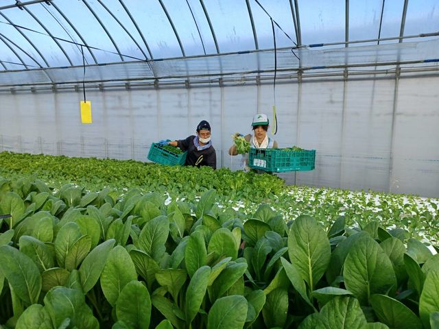 てしお夢ふぁーむ 桑名木曽岬農場