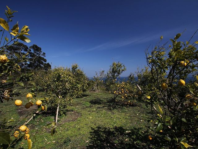 FARMaSEA GARDEN URAGA