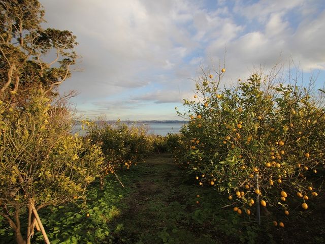 FARMaSEA GARDEN URAGA