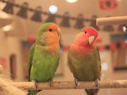 ことりカフェ表参道の写真3