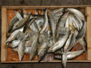 小瀬鵜飼の写真4