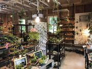 小さな緑のインテリア 苔屋の写真2