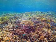 マリンサービス パッソの写真2