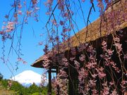 秩父宮記念公園の写真2