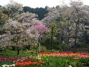 秩父宮記念公園の写真3