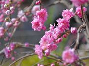 蓮台寺しだれ桃の里祭りの写真3