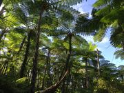 ヤンバルンチャーの写真4