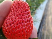 かしまハーベストの写真4