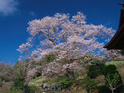 曹洞宗 永松山 龍泉寺の写真3