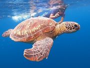 SeaChan石垣島の写真2