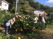 やぶ果樹園の写真2