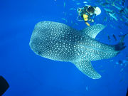 ブルーポエムの写真4