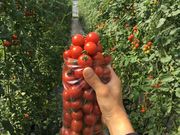てしお夢ふぁーむ 桑名木曽岬農場の写真3