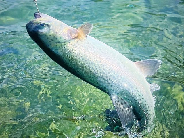 元気な魚たちがいっぱい!!_フィッシングパーク アルクスポンド宇都宮