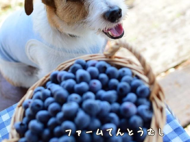 ぼくも 大好物だワン_ファームてんとうむし