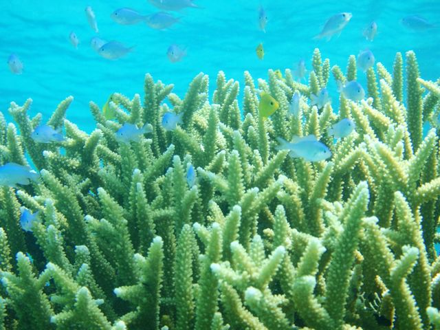 【熱帯魚】
カラフルな熱帯魚が沢山いる光景はキレイですよ!_株式会社シー・テクニコ