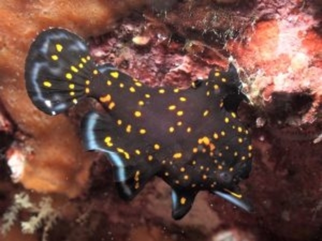 カエルアンコウ
大瀬崎にて_涼海ダイビングセンター