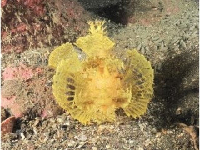 黄金色のボロカサゴ
石橋にて_涼海ダイビングセンター