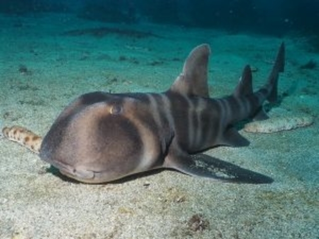 ネコザメ
富戸にて_涼海ダイビングセンター