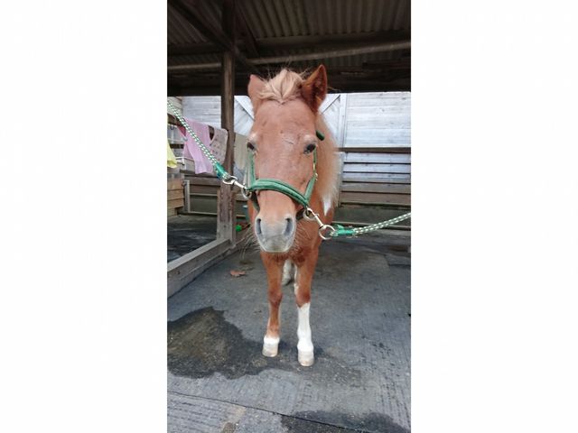 ポニーもスタッフも皆さんをお待ちしております。_三条乗馬クラブ