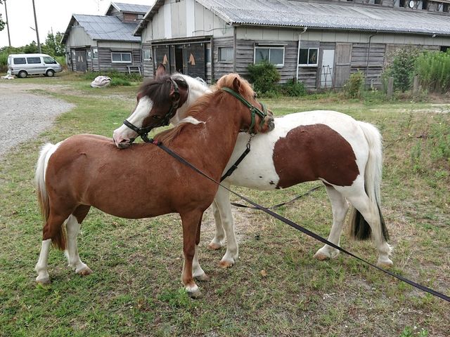 ポコとシャンテは仲良しです!_三条乗馬クラブ
