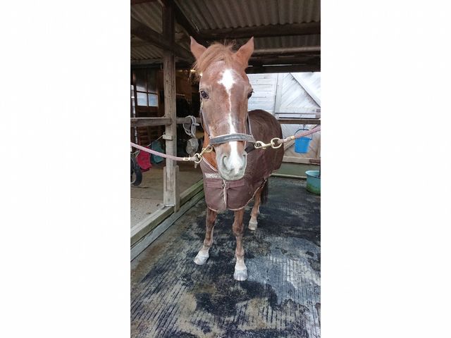 アンジェです。_三条乗馬クラブ