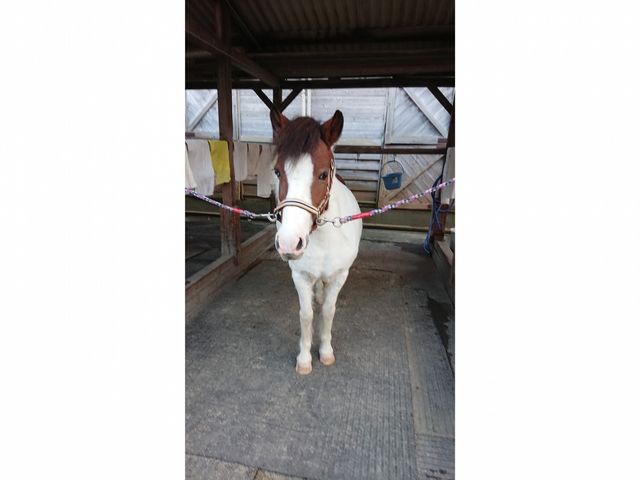 シャンテです。_三条乗馬クラブ