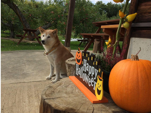 16年間 看板犬だった りんご店長リン_岡田りんご園