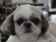 ホシノ釣具店の写真3