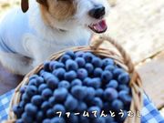 ファームてんとうむしの写真8