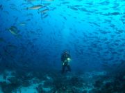 マリンズプロの写真2