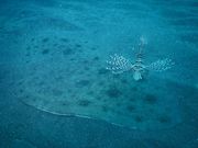 マリンズプロの写真3