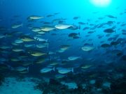 マリンズプロの写真4