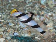 涼海ダイビングセンターの写真2