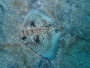 涼海ダイビングセンターの写真4