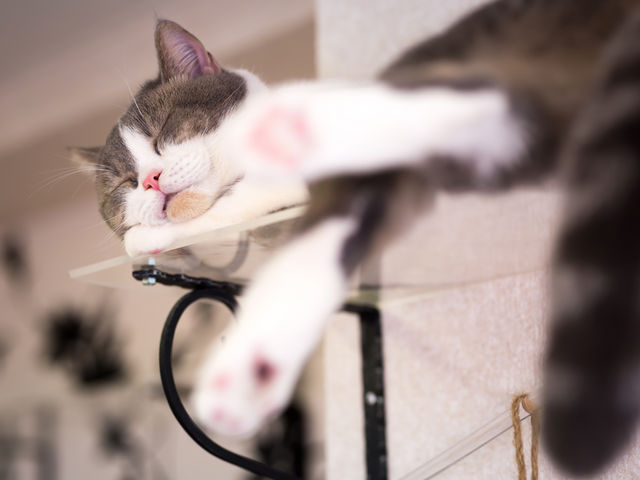 猫カフェmfmf