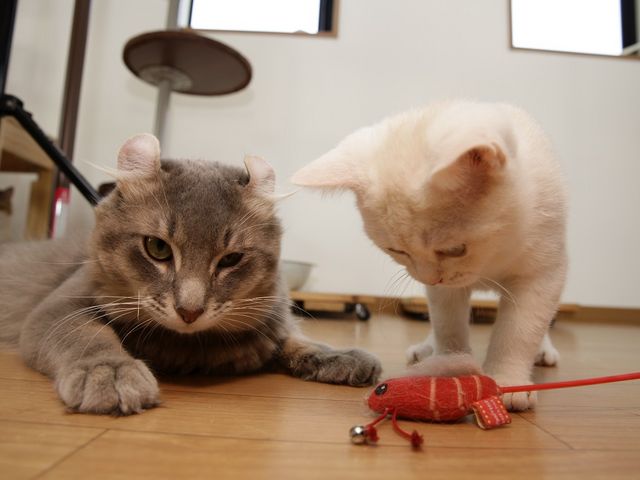 ドッグサロン ビークラブ つくば