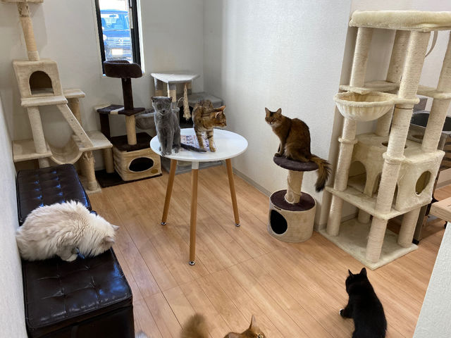 猫部屋_月と太陽