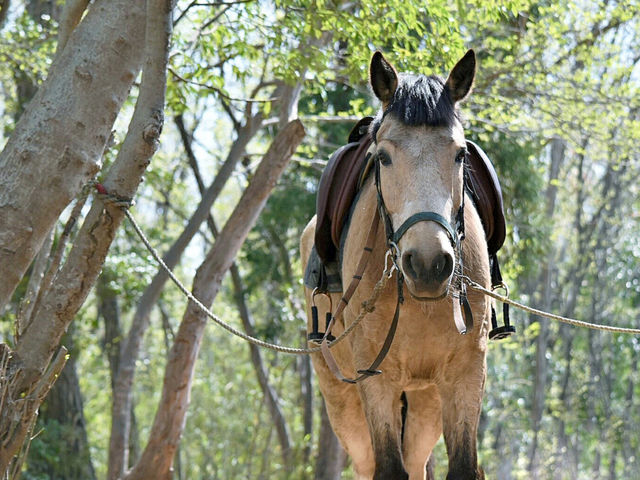 武蔵逍遥乗馬会