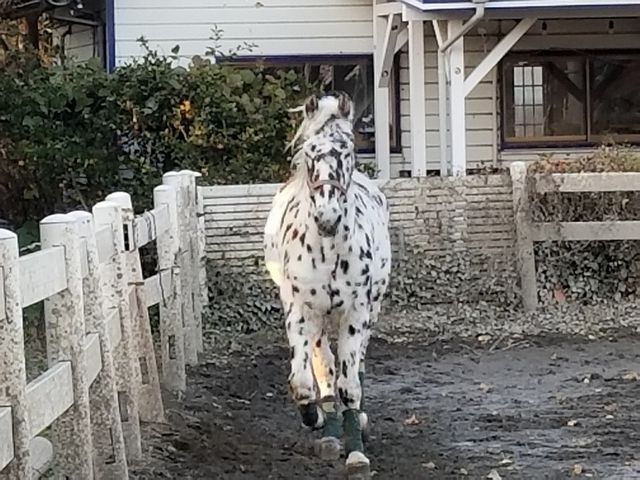 エクウスライディングファーム
