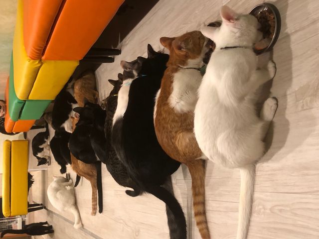 お行儀よく並んでのご飯タイムです_保護猫カフェ ひだまり号