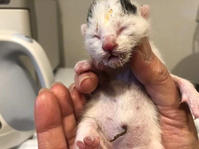 ひだまり号では、愛護センターよりへその緒の付いた赤ちゃん猫も譲り受けミルクを飲ませ育てています。_保護猫カフェ ひだまり号