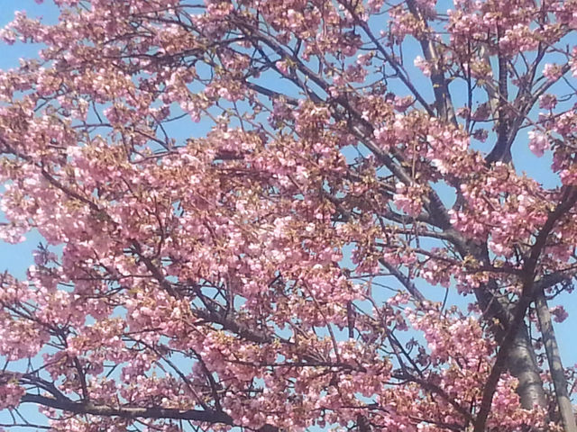 江戸川河津桜並木 市川南