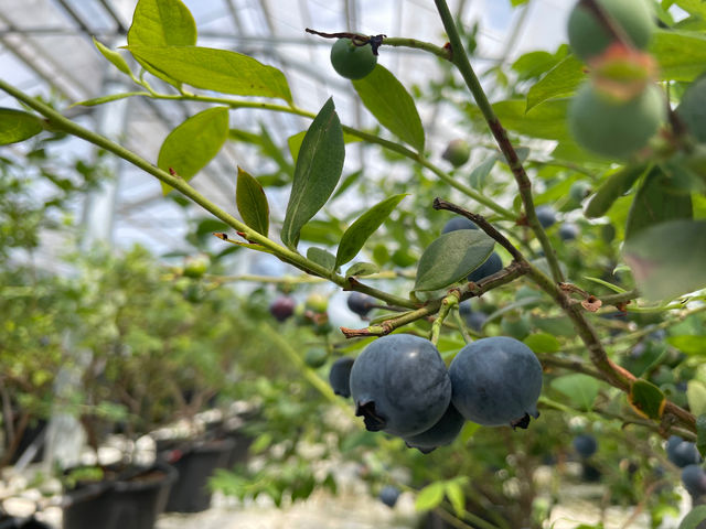 ユーリカです_ブルーベリーパーク成田