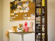 猫カフェmfmfの写真2